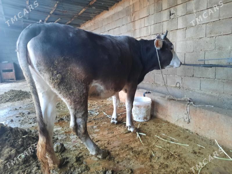 sygyr - Гёкдепе - img 3