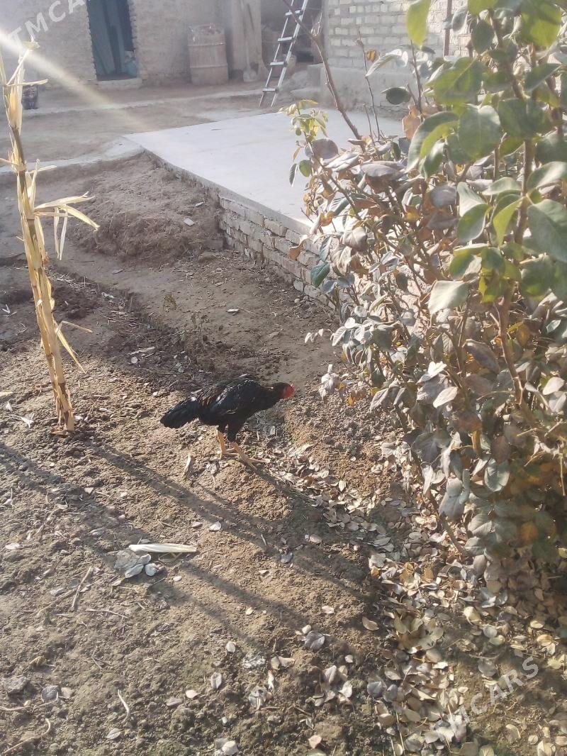 хораз - Daşoguz - img 2