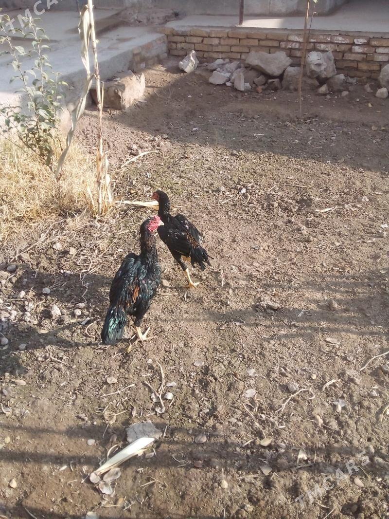 хораз - Daşoguz - img 5