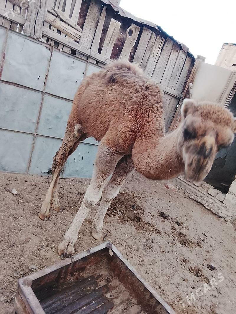 torum - Балканабат - img 2