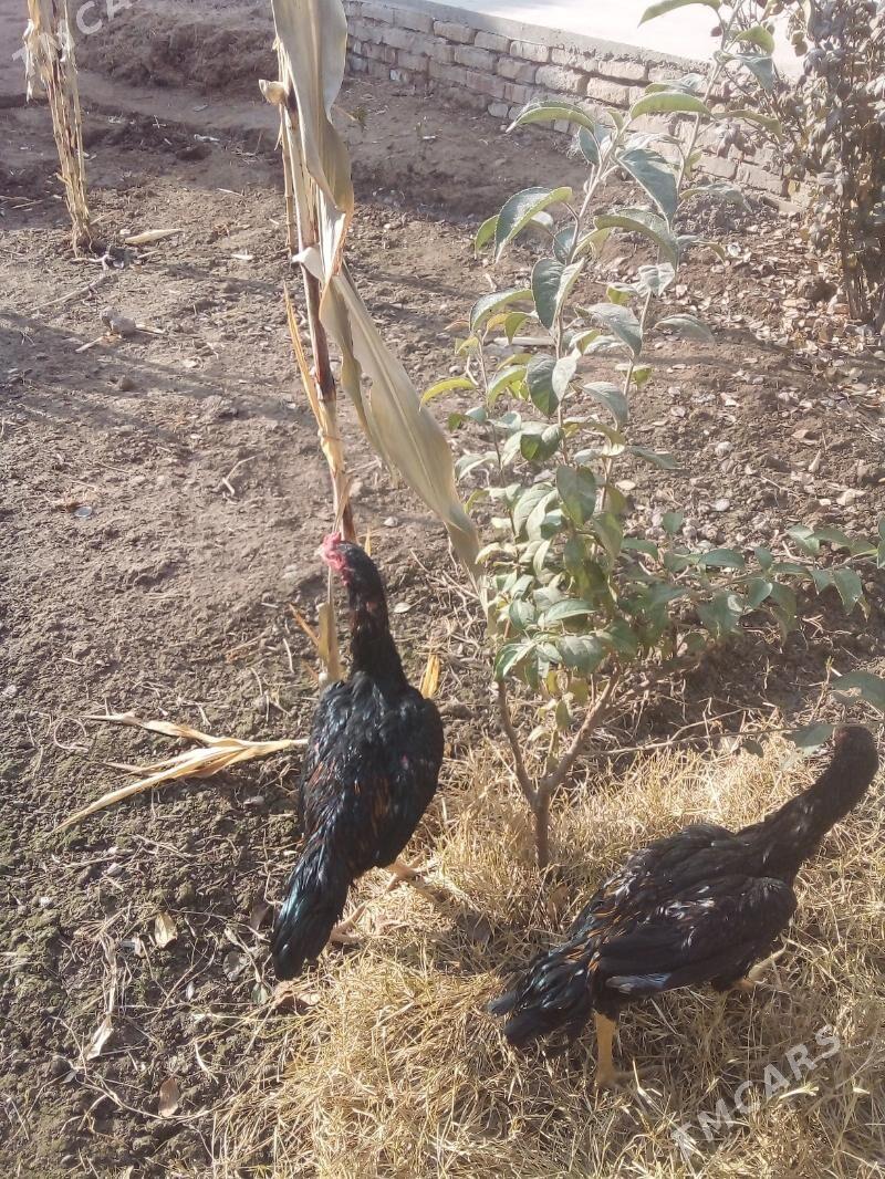 хораз - Daşoguz - img 4