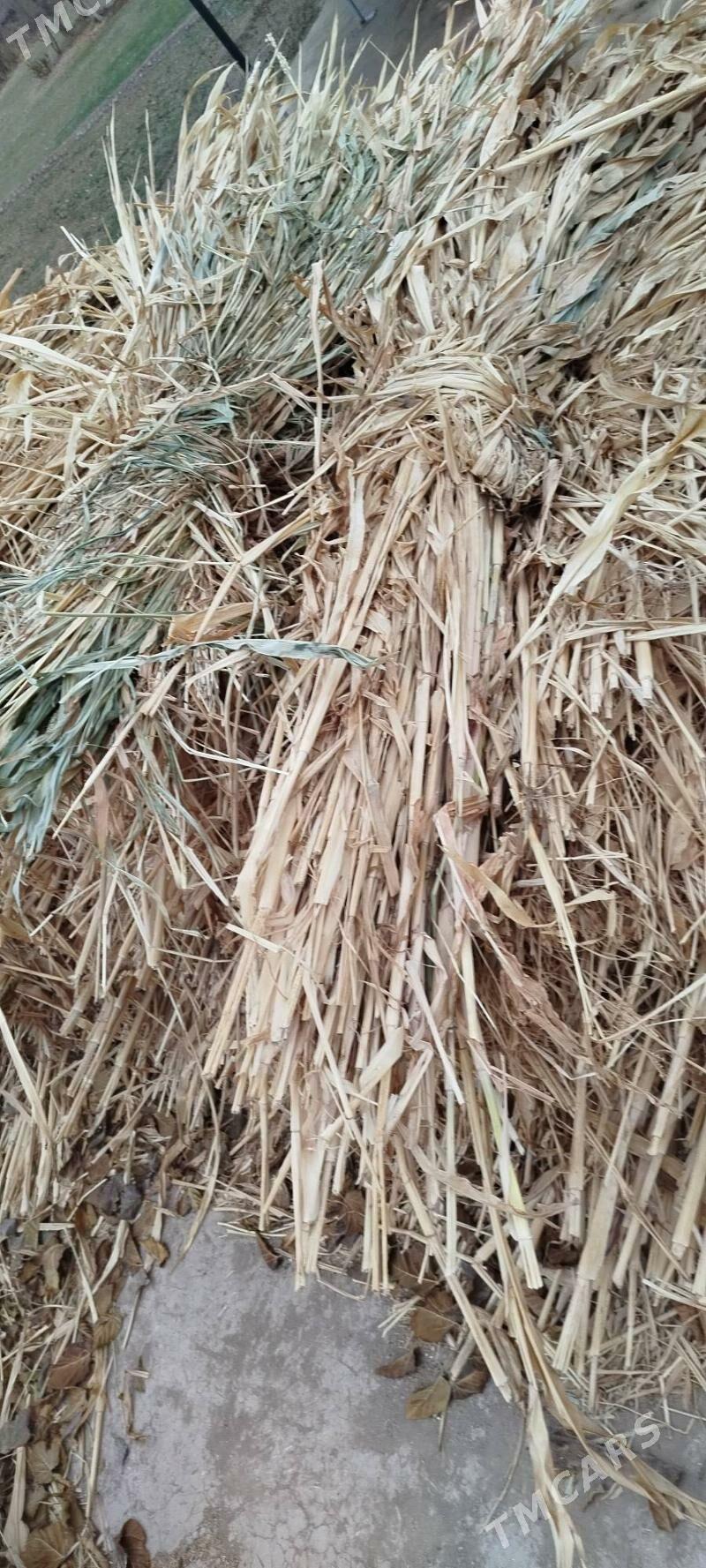 мал от               jogen ot - Гороглы (Тагта) - img 3