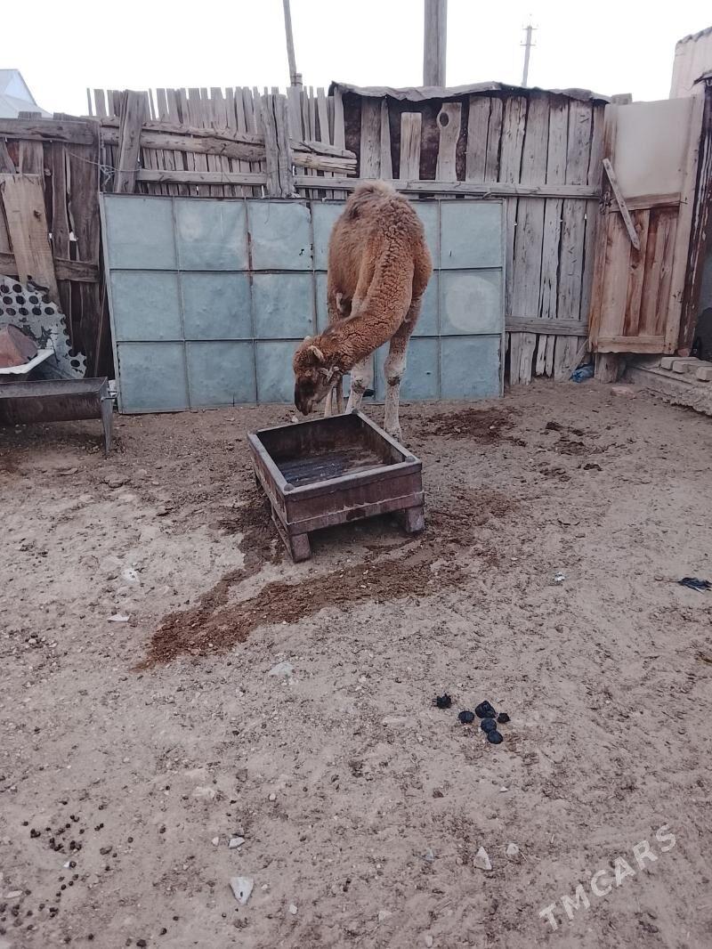 torum - Балканабат - img 4