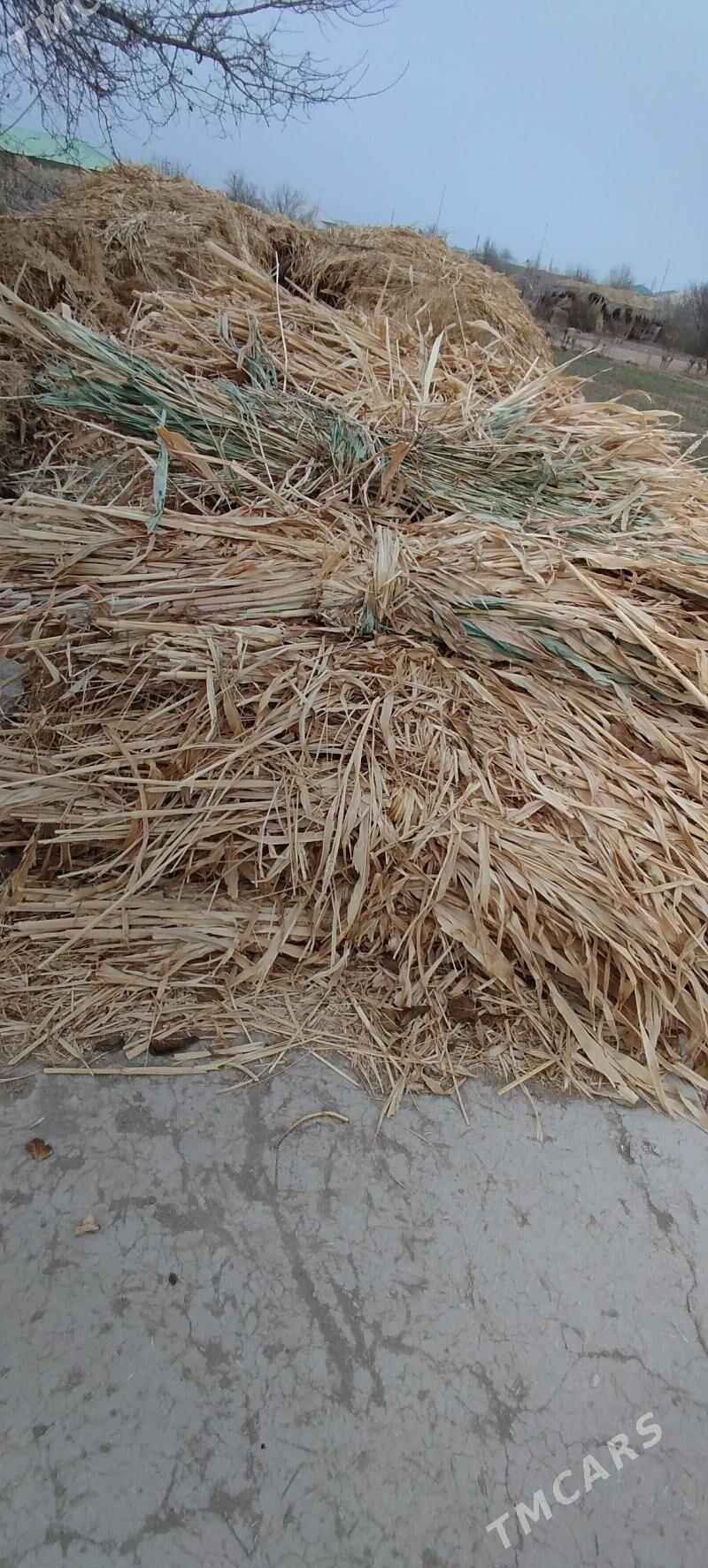 мал от               jogen ot - Гороглы (Тагта) - img 2