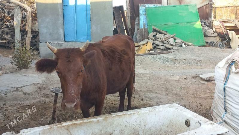 tuwe - Бабадайхан - img 2