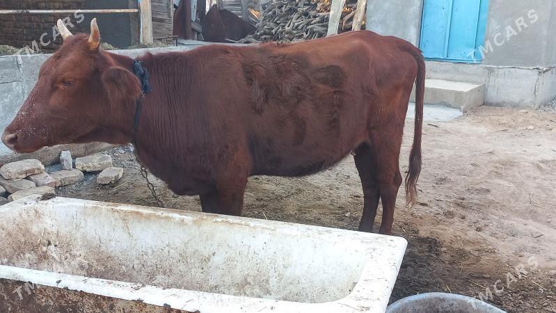 tuwe - Бабадайхан - img 3