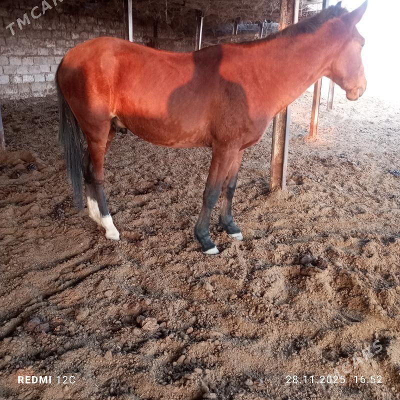 ат - Чарджоу - img 2