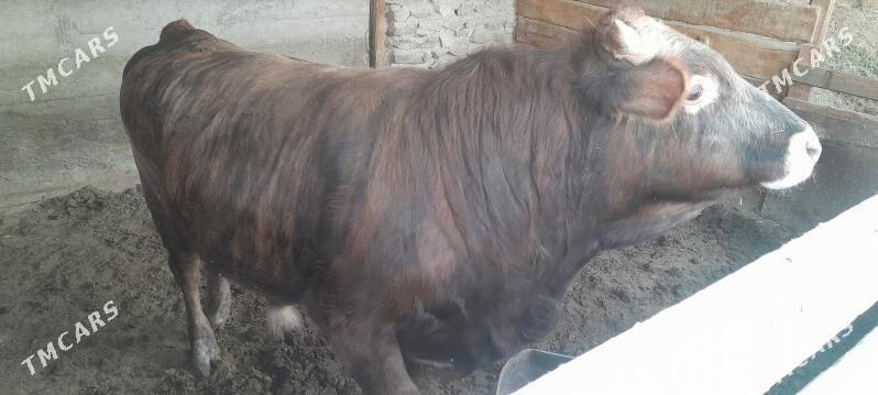 okuz - Bereket - img 2