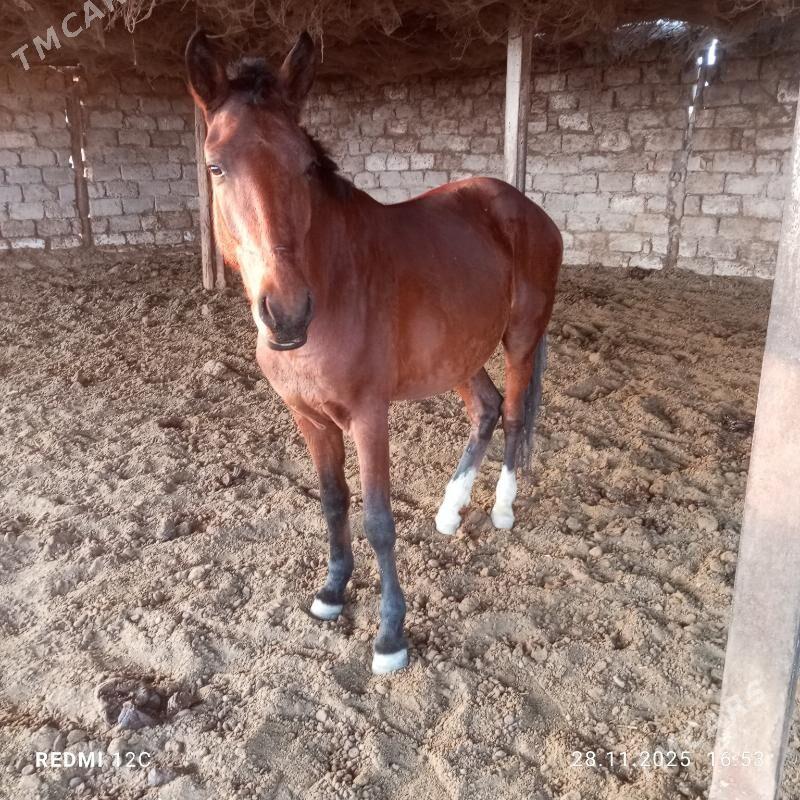 ат - Чарджоу - img 3