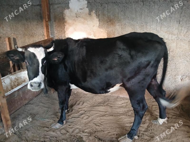 sygyr - Büzmeýin - img 1