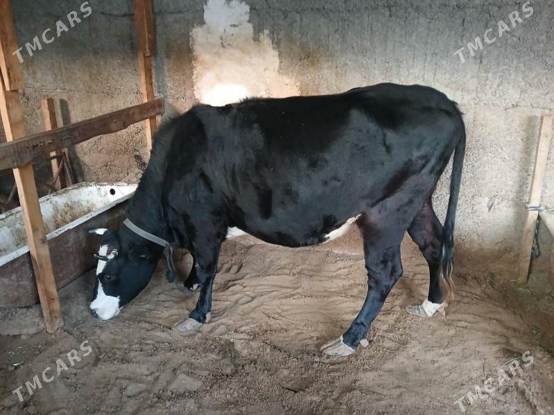 sygyr - Büzmeýin - img 2