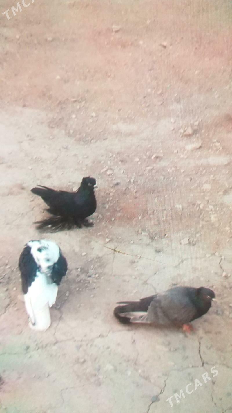 кепдер - Туркменабат - img 3