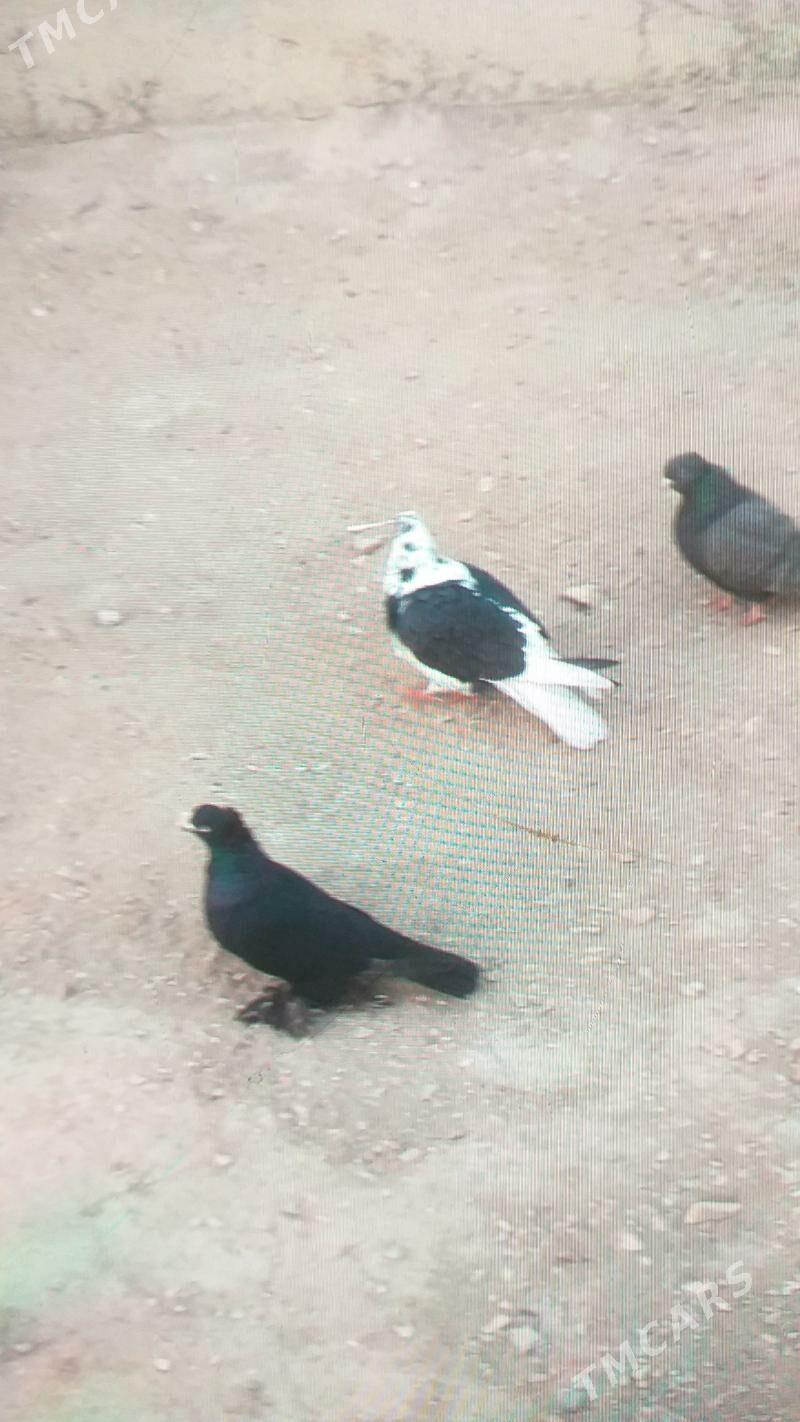 кепдер - Туркменабат - img 2