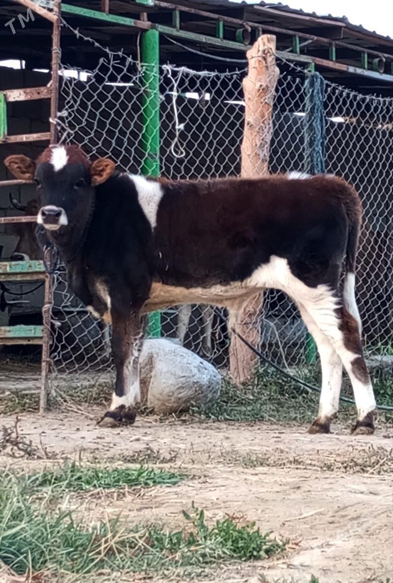 MYŞKA ÖKÜZ - Gökdepe - img 4