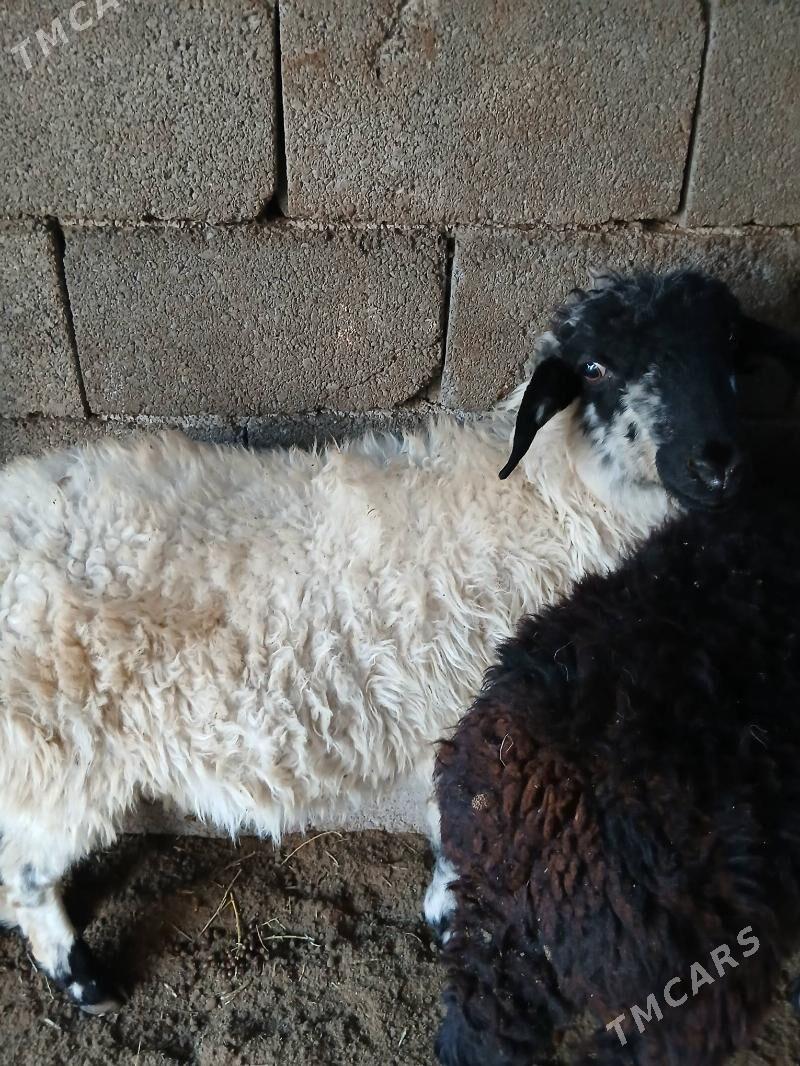 Goyun tokly garakol - Aşgabat - img 3