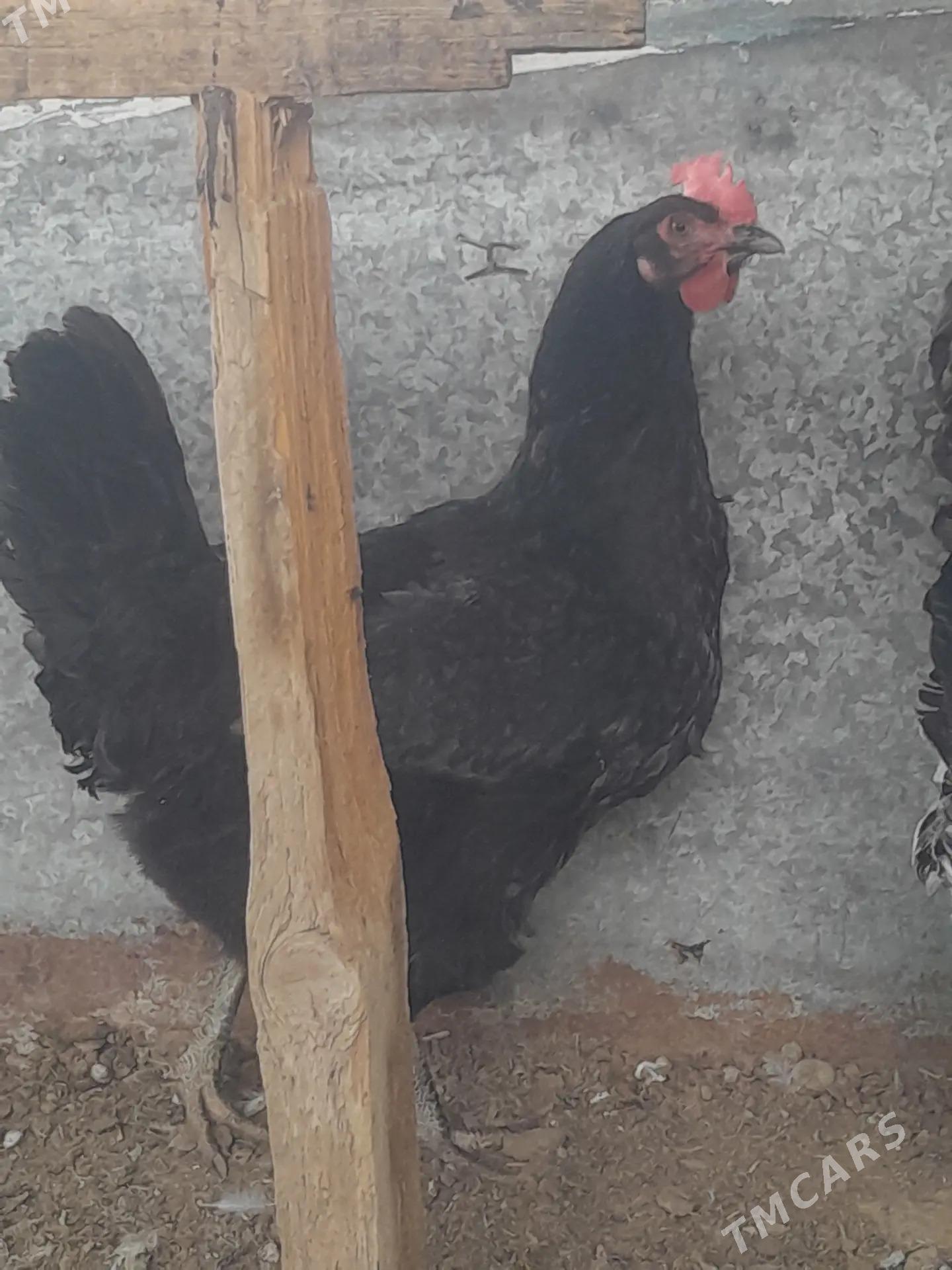 Gigant horaz towuklar - Сакарчага - img 5