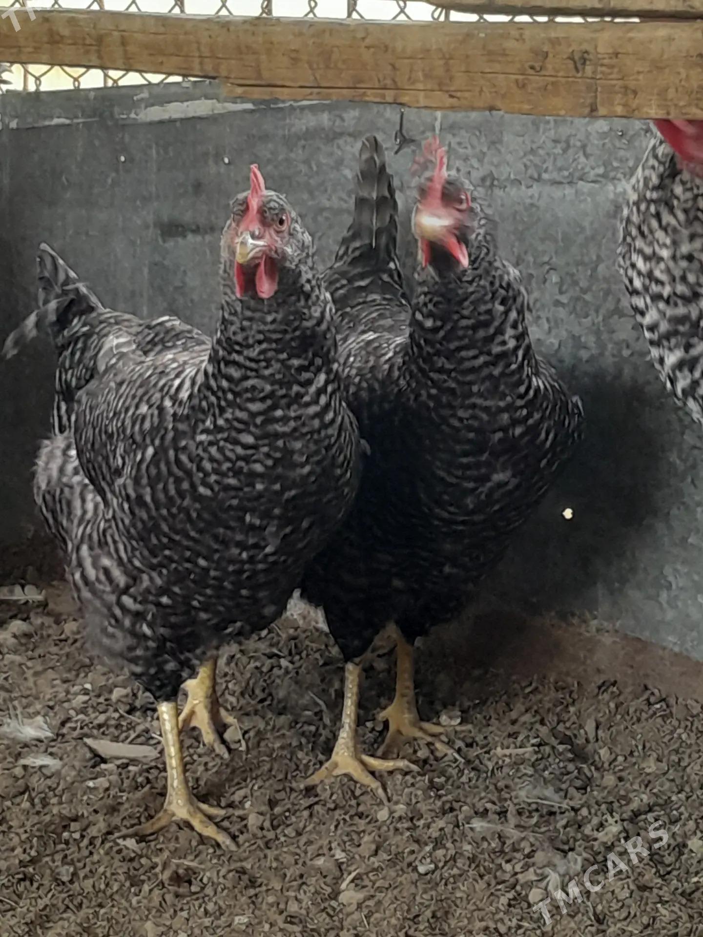 Gigant horaz towuklar - Сакарчага - img 2