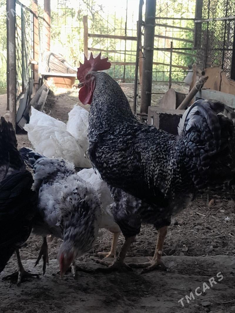 Gigant horaz towuklar - Сакарчага - img 9