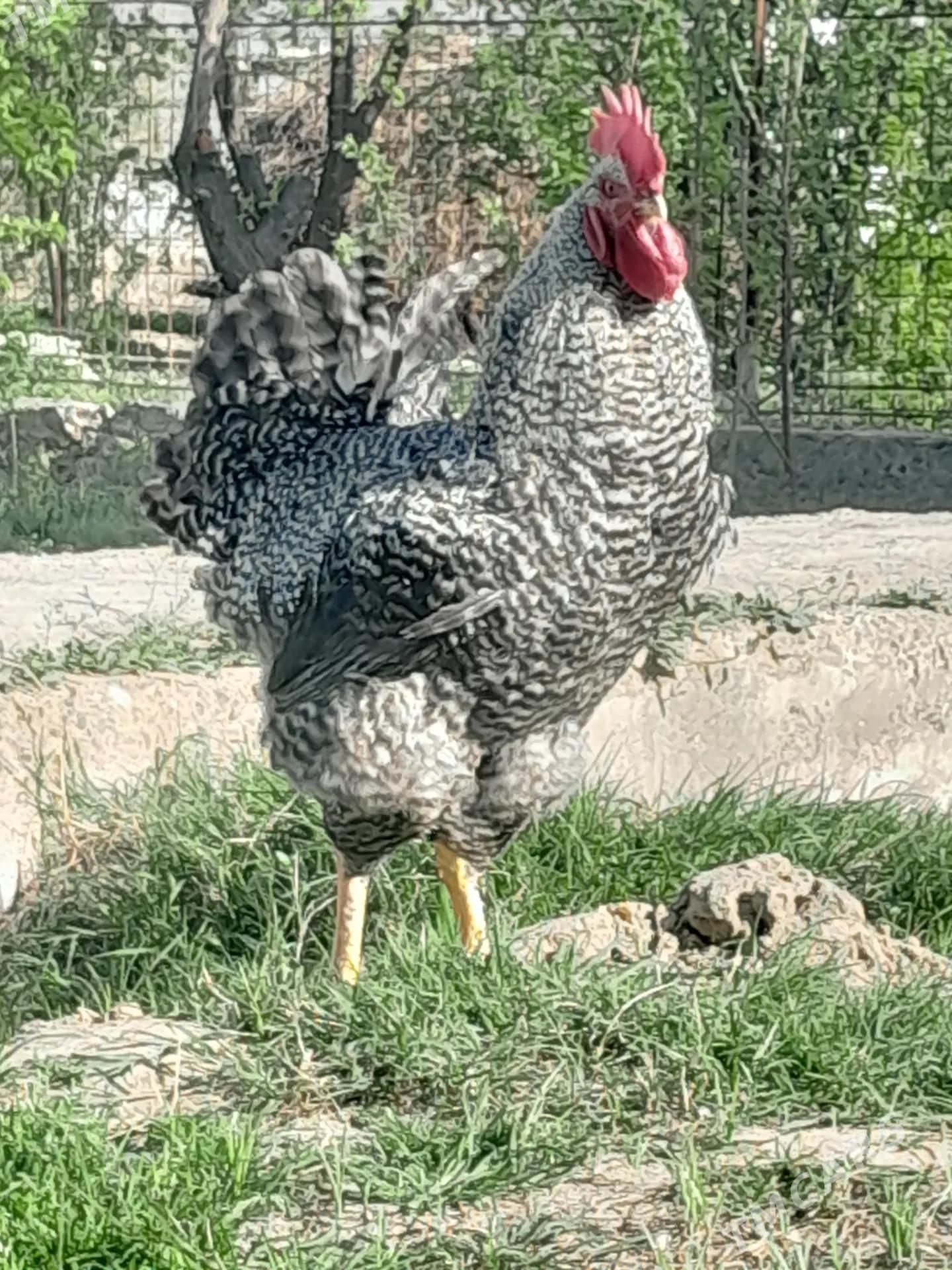 Gigant horaz towuklar - Сакарчага - img 3