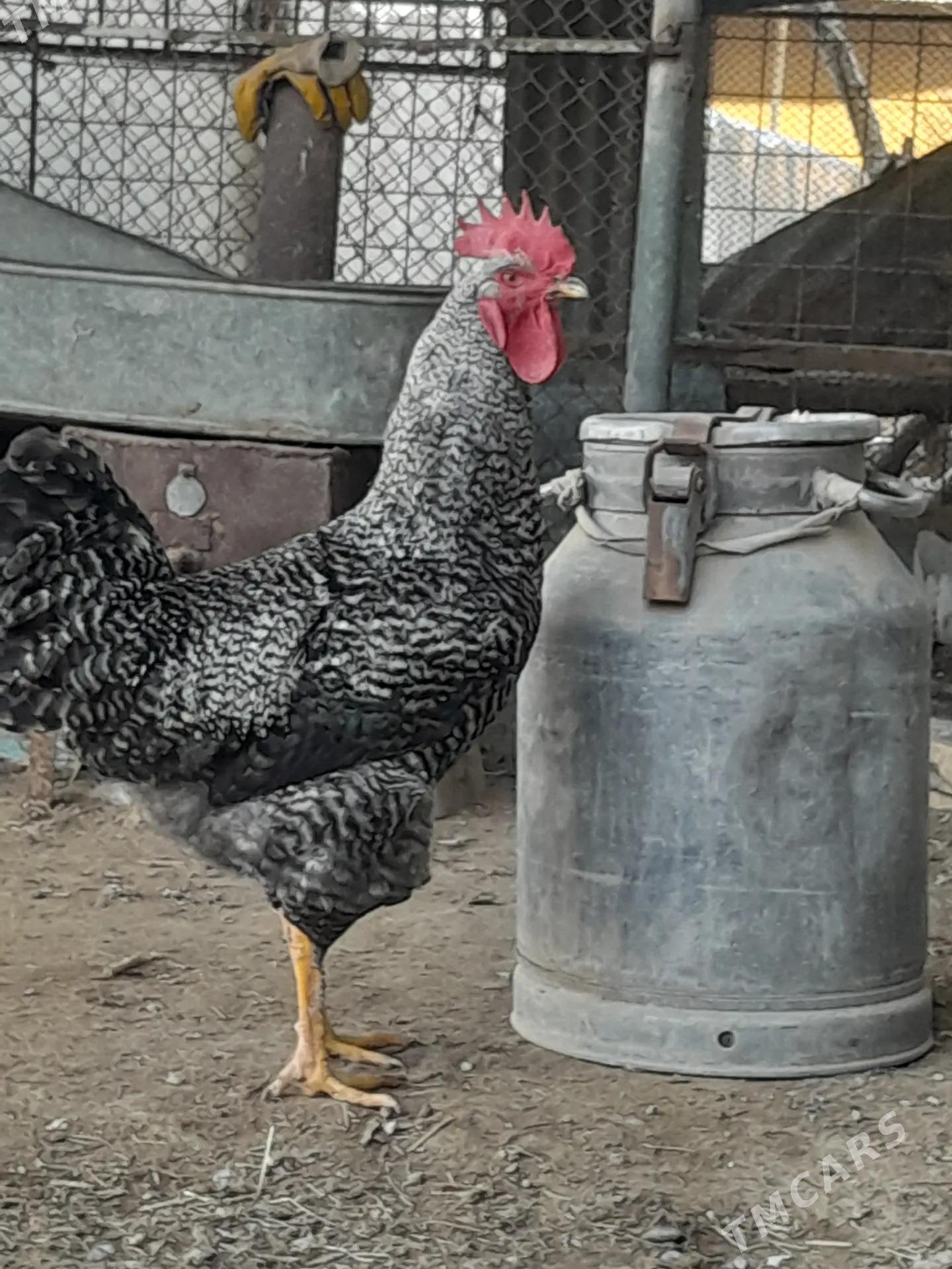 Gigant horaz towuklar - Сакарчага - img 6