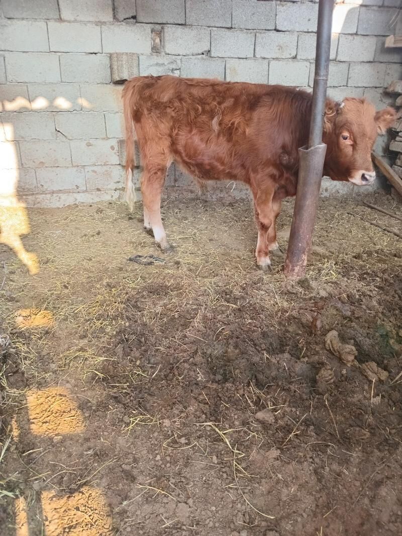 Öküzçe - Ашхабад - img 3