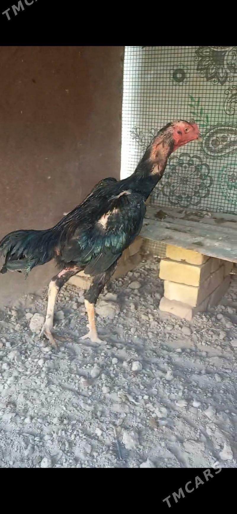 horaz juje - Çärjew - img 1