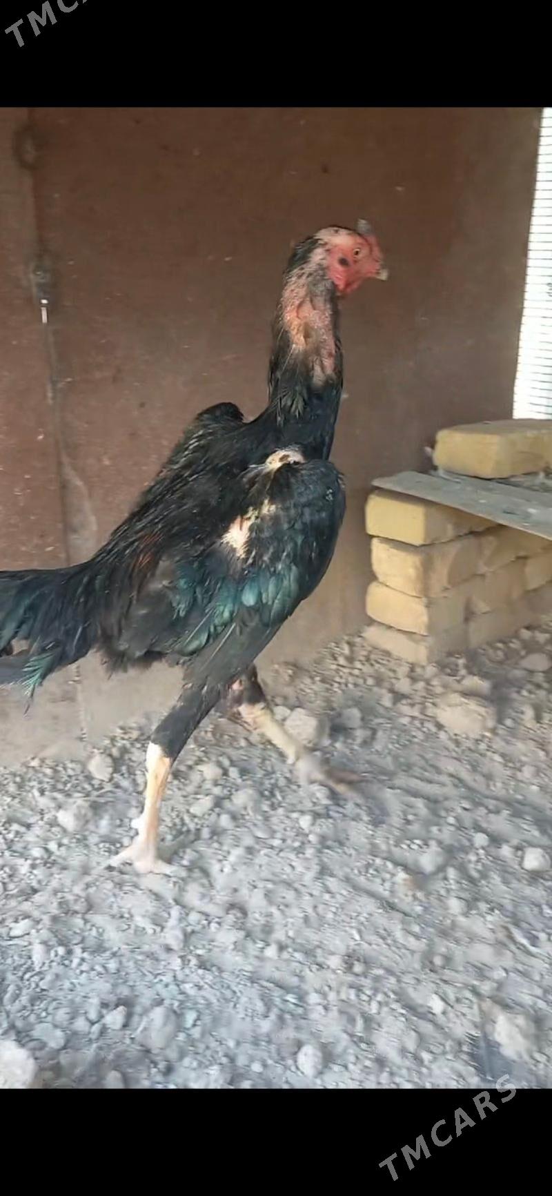 horaz juje - Çärjew - img 3