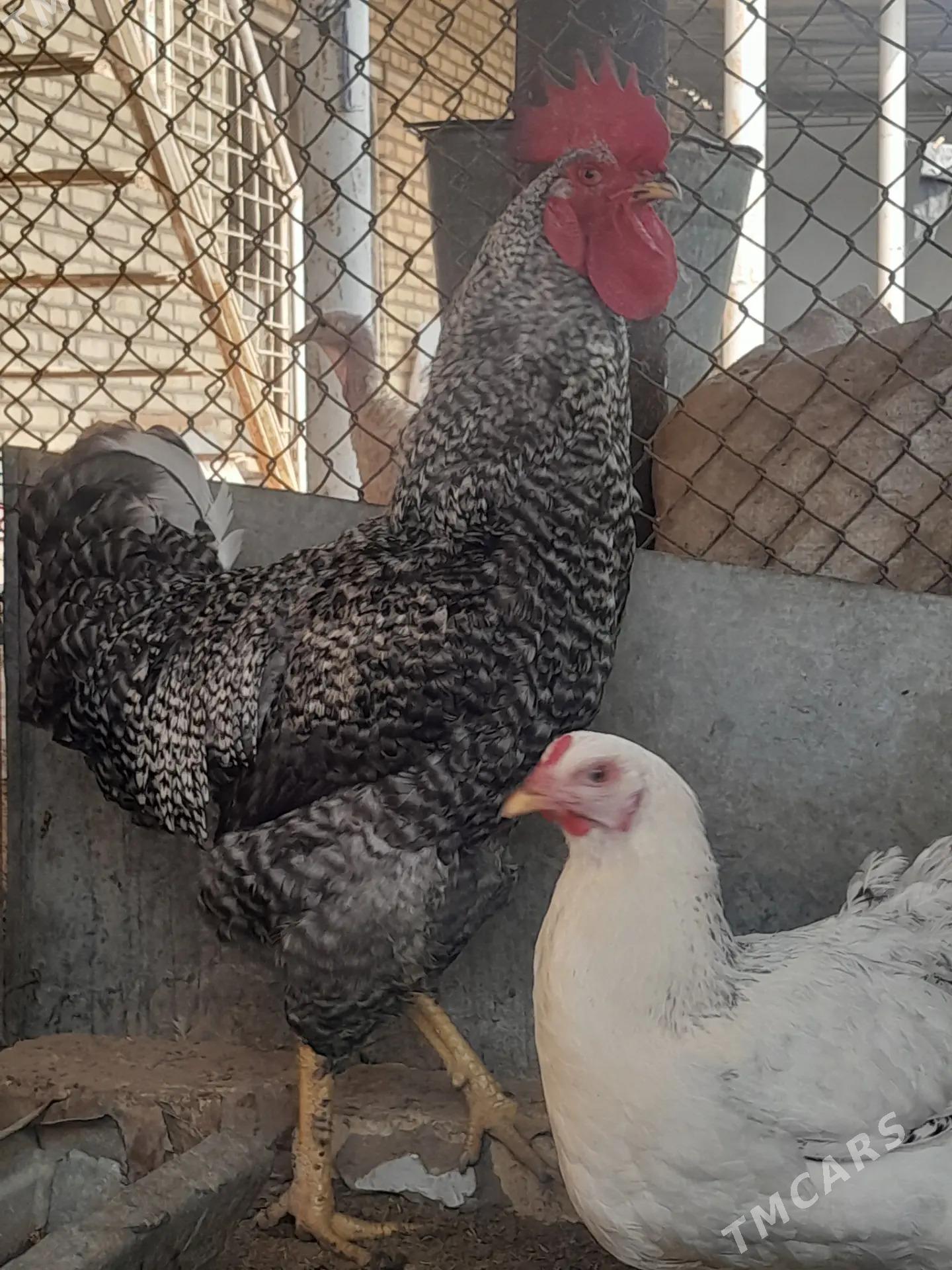 Gigant horaz towuklar - Сакарчага - img 10