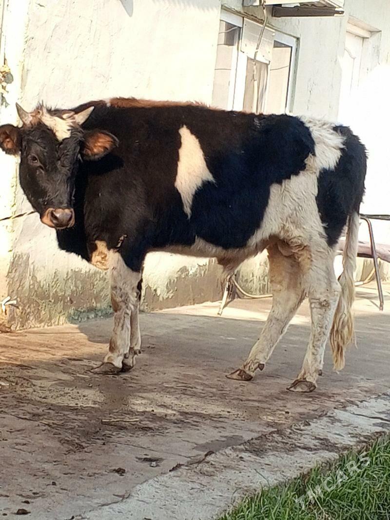 Okuz - Ашхабад - img 3