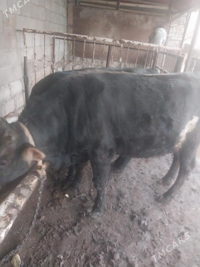 okuz - Шор дача - img 5