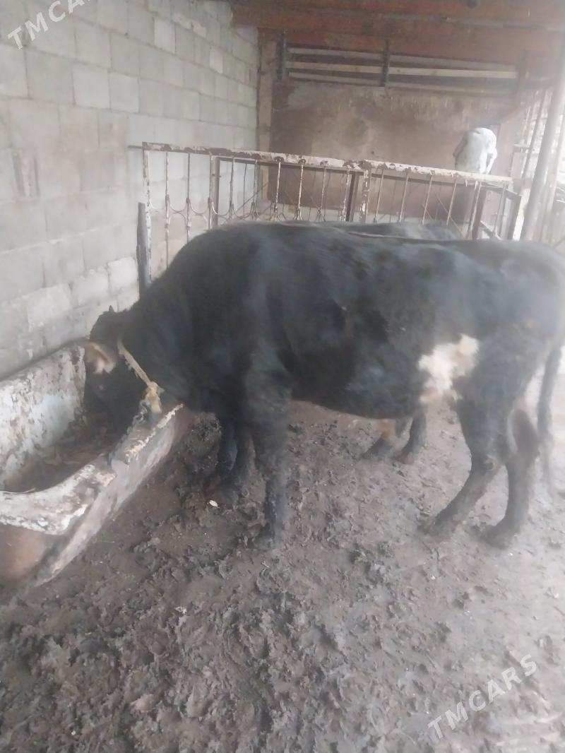 okuz - Шор дача - img 6