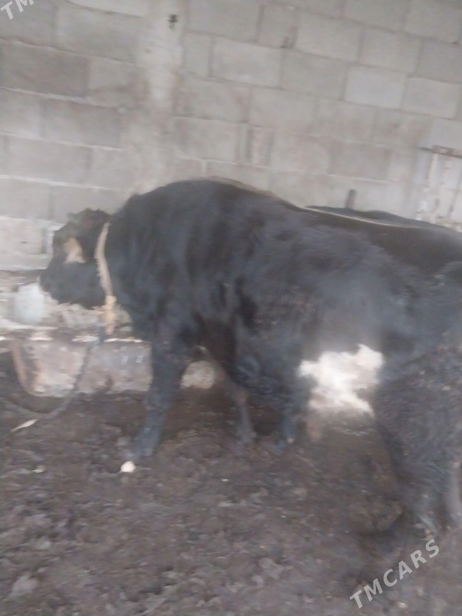 okuz - Шор дача - img 4