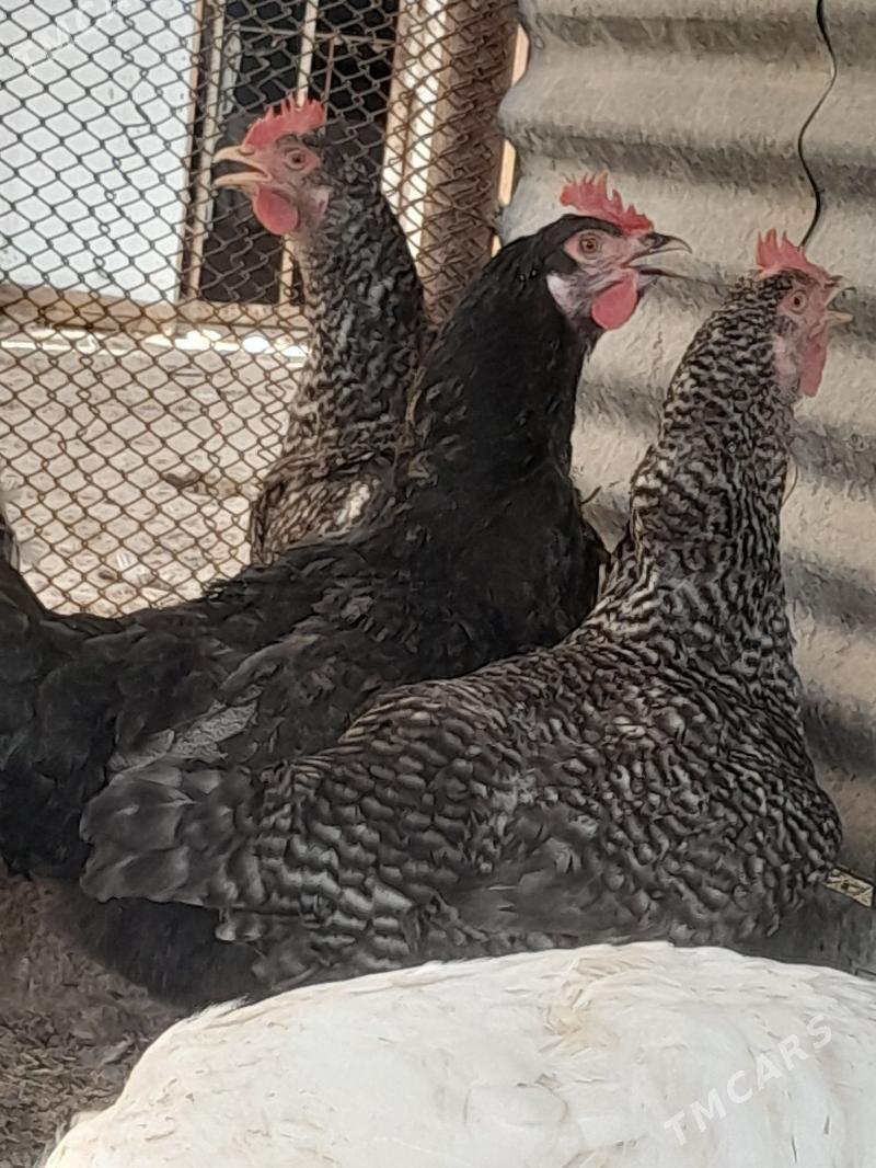 Gigant horaz towuklar - Сакарчага - img 8