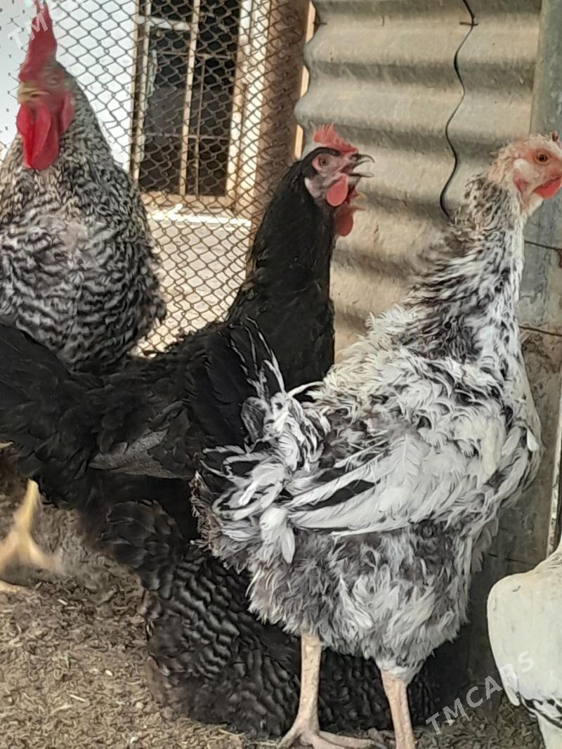 Gigant horaz towuklar - Сакарчага - img 7