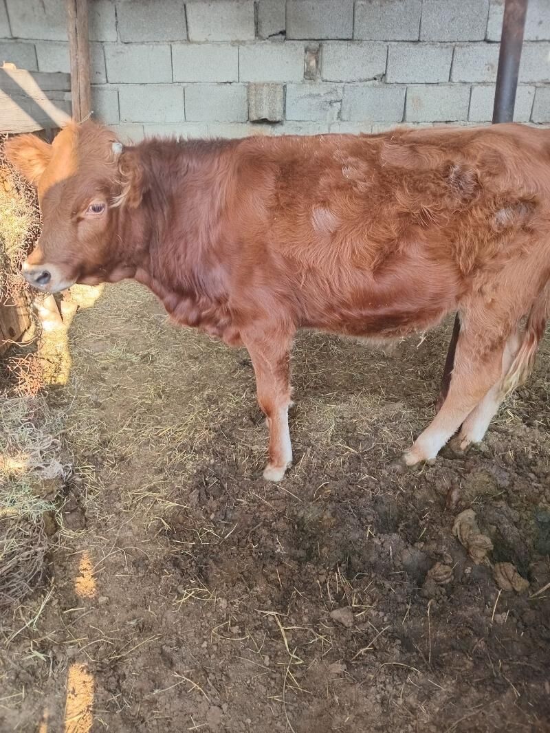 Öküzçe - Ашхабад - img 2