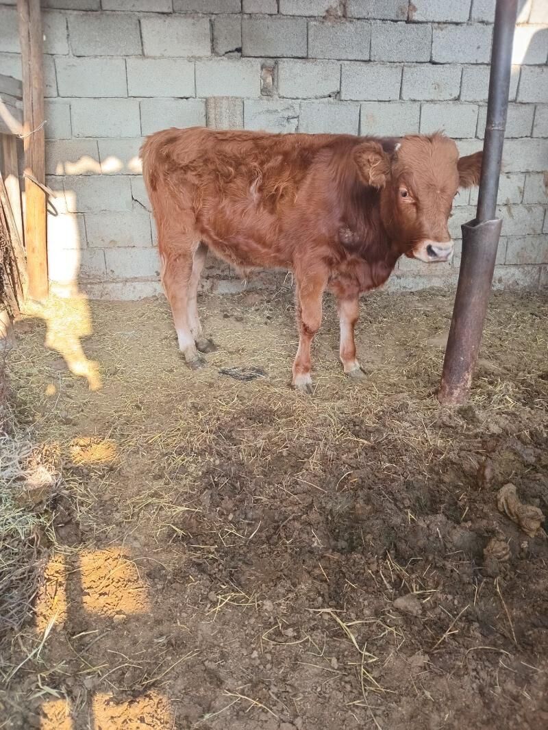 Öküzçe - Ашхабад - img 4