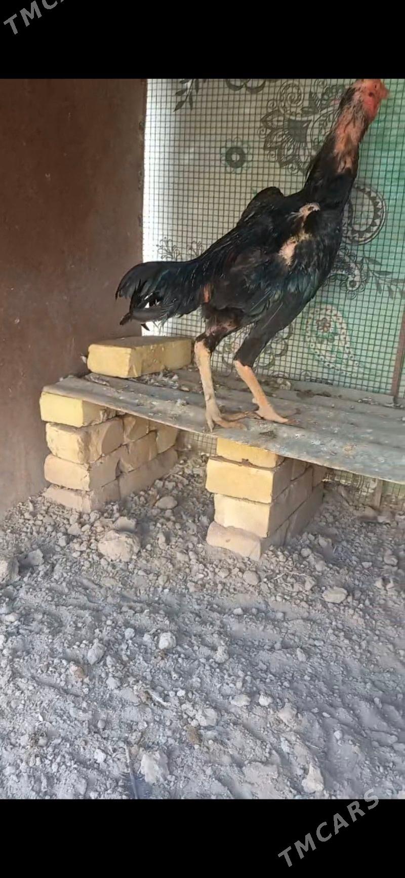 horaz juje - Çärjew - img 4