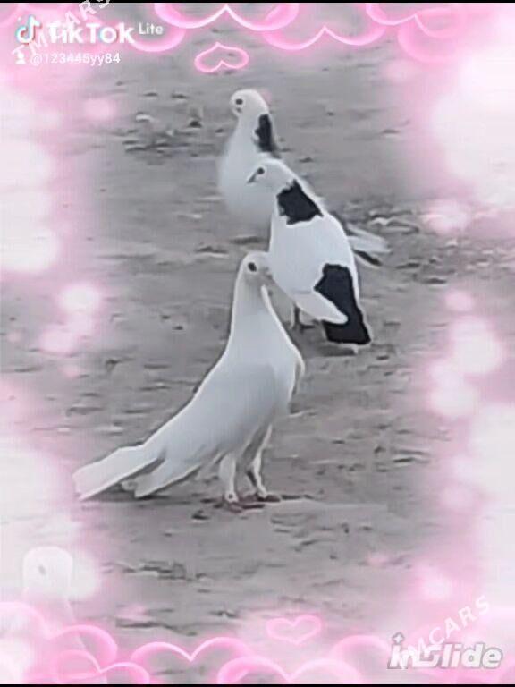 KEPDERI. - Мургап - img 1