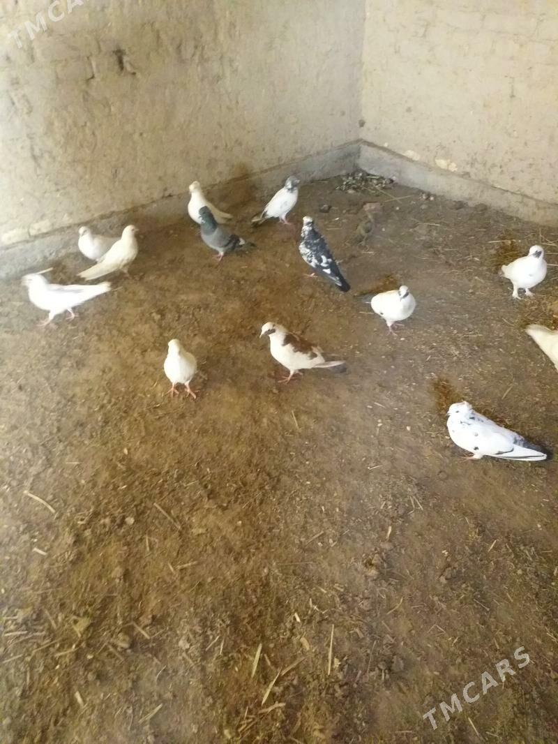 Kepderi - Akdepe - img 2