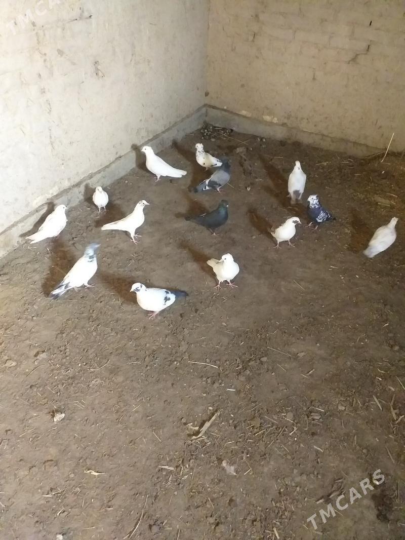 Kepderi - Akdepe - img 4