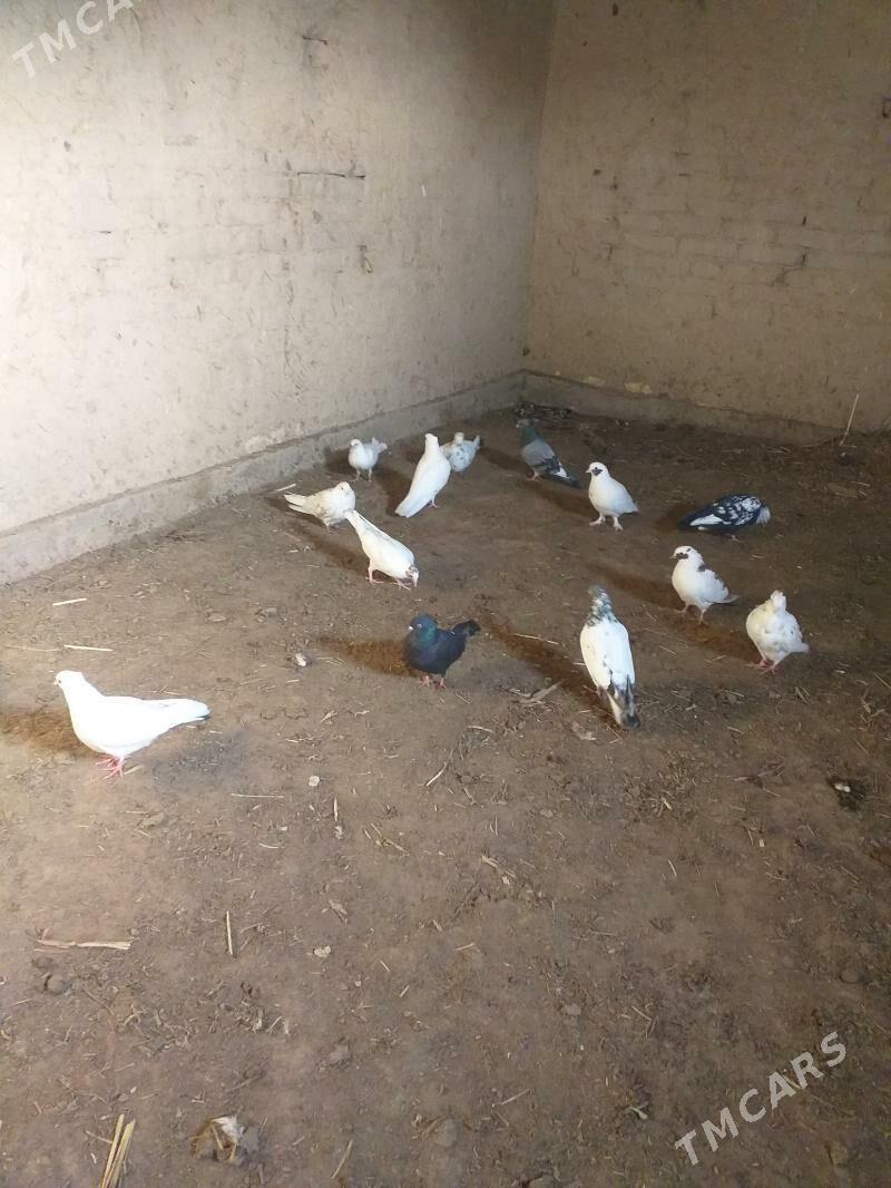 Kepderi - Akdepe - img 5