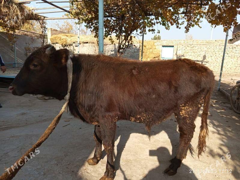 öküzler - Türkmenabat - img 6