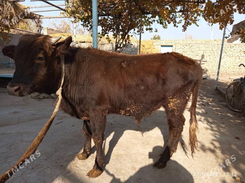 öküzler - Türkmenabat - img 5