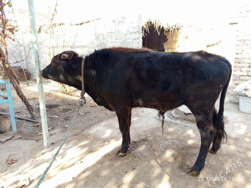 öküzler - Türkmenabat - img 3