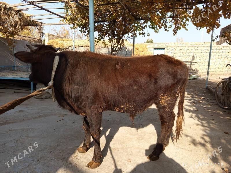 öküzler - Türkmenabat - img 4