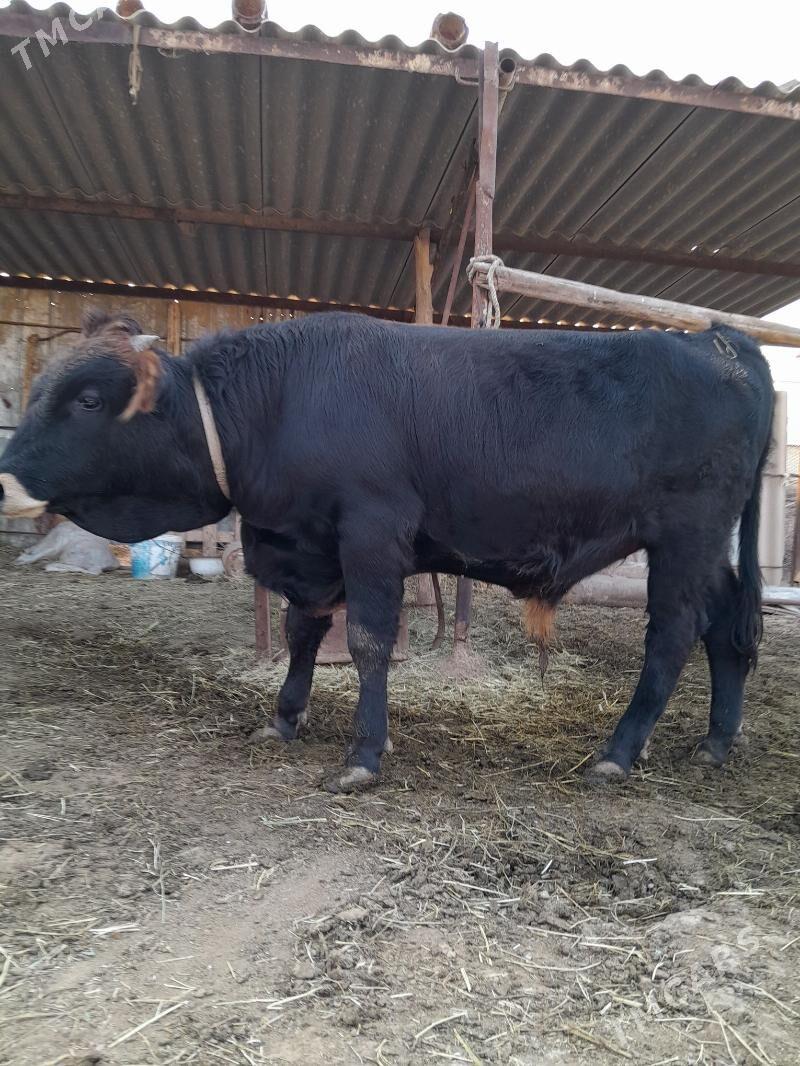 Öküz - Бабадайхан - img 4