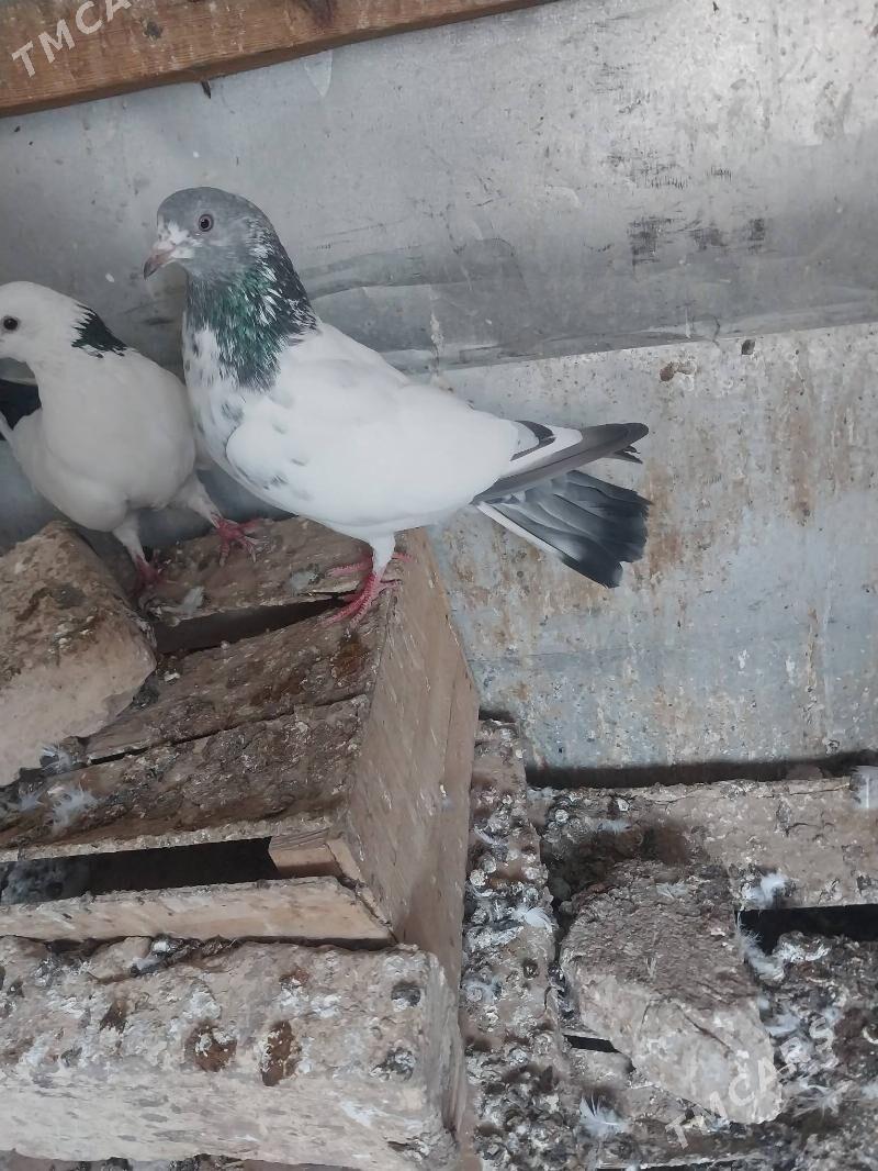 KEPDERI. - Murgap - img 3