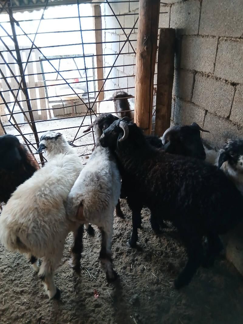 Goyun tokly garakol - Aşgabat - img 5