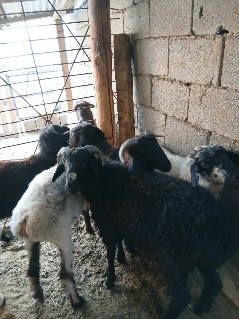 Goyun tokly garakol - Aşgabat - img 6