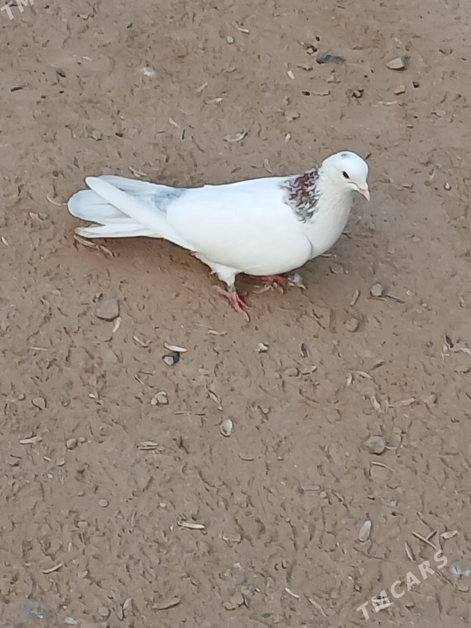 kepderi - Bekrewe - img 2